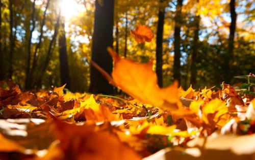 herfst-achtergronden